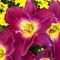 Лилейник 'Страттерз Болл' / Hemerocallis 'Strutters Ball'